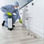 Pest Control Sydney: Tips for Effective Mice Extermination