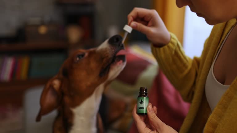 How CBD Can Help Your Dog with Anxiety The Best Options