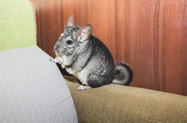 Say Goodbye to Rodents with Sydney's Top Services