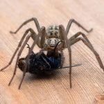 Say Goodbye to Spiders: Essential Pest Control Techniques in Sydney